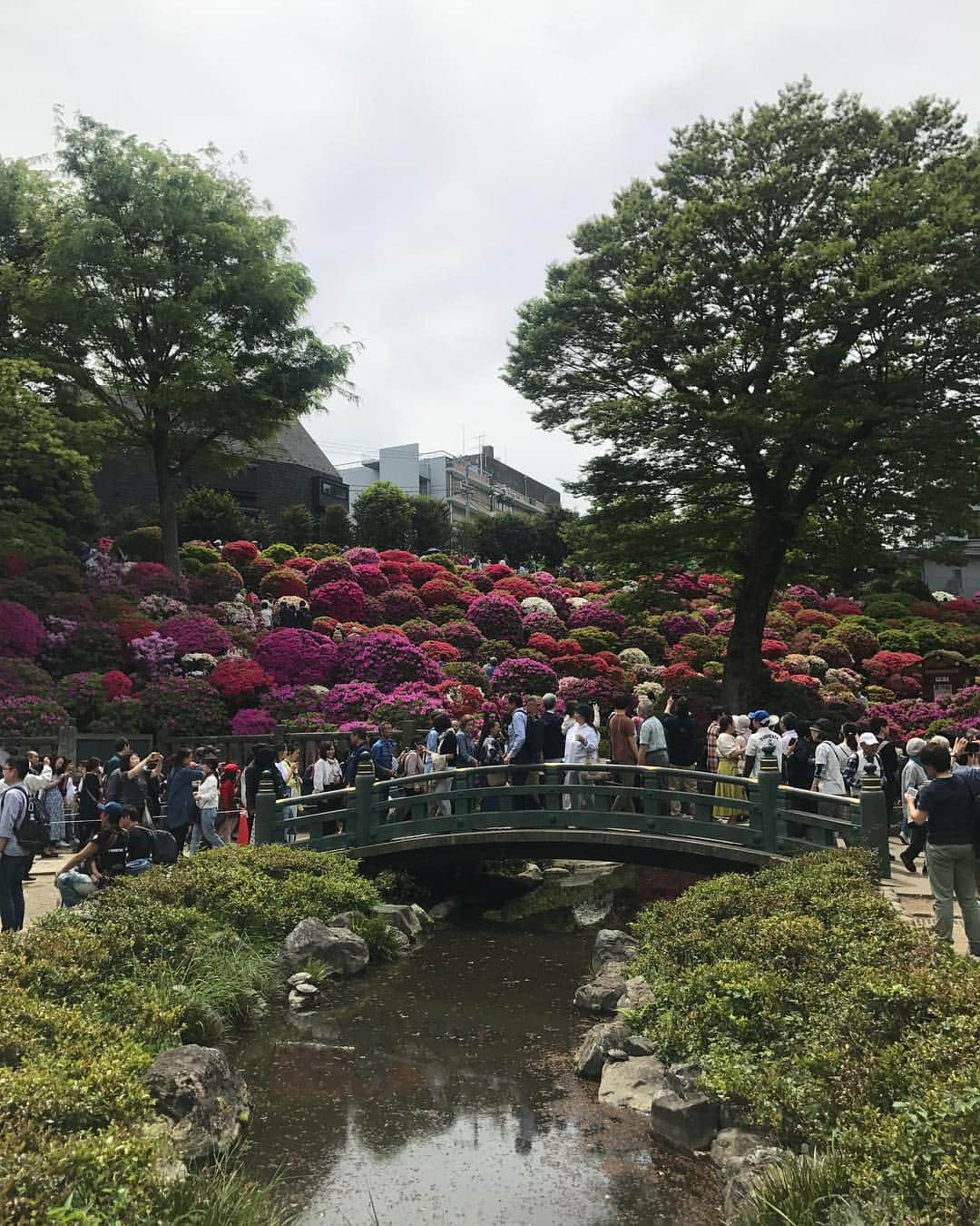 ティファニー春香さんのインスタグラム写真 - (ティファニー春香Instagram)「根津神社のつつじ祭り⛩🌸 つつじの種類の豊富さ✨普段道で見かけるものとはまた少し違った色や形のものが沢山見られました☺︎ . 今日でGWも終わり、明日からまた学校やお仕事が始まる人が多いかな😊切り替えて頑張っていきましょうねー✨ #根津神社 #つつじ祭り」5月6日 21時55分 - tiffanyharuka