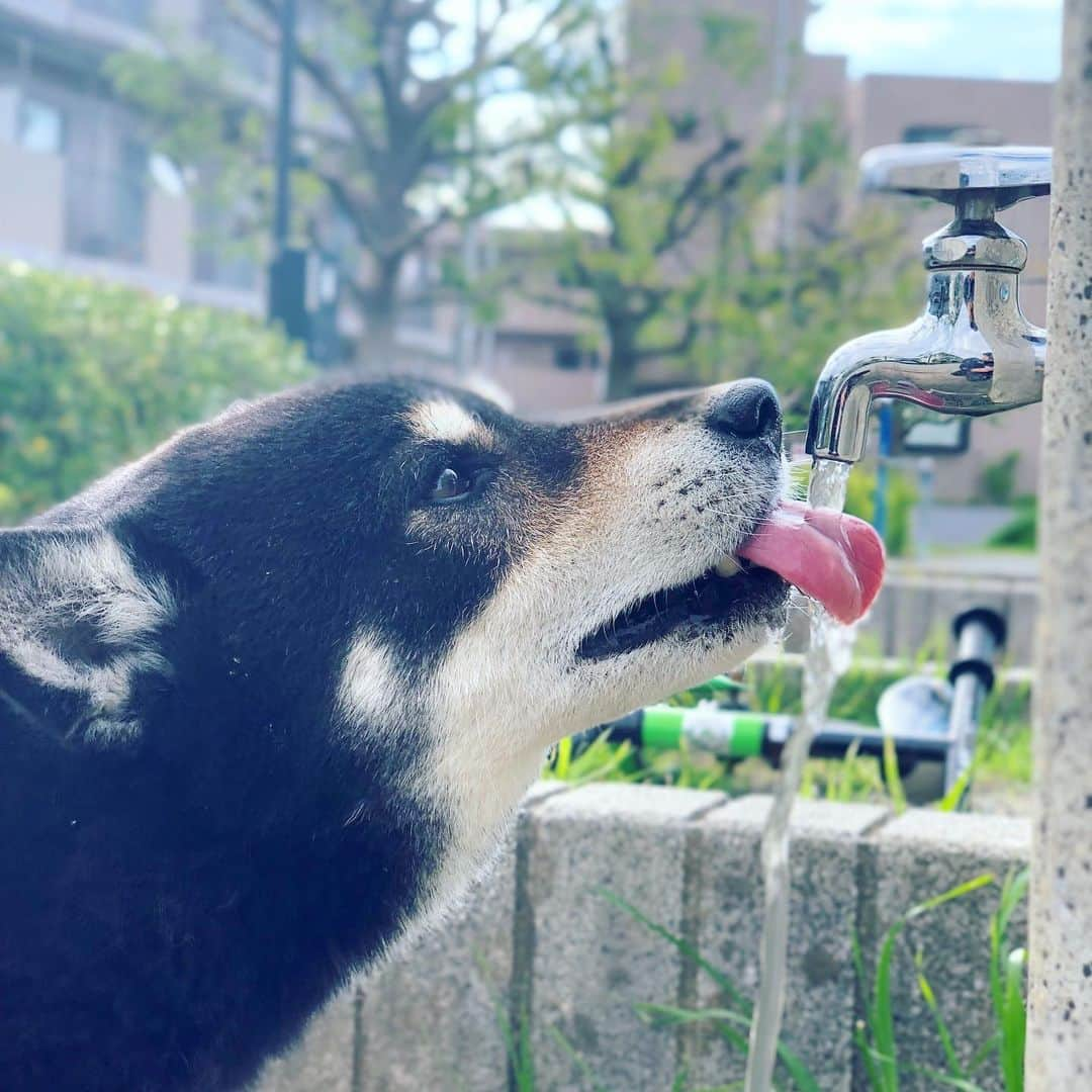 小川博永さんのインスタグラム写真 - (小川博永Instagram)「連休明け。  #今朝まる #ししまる #dog #dogs #柴犬 #黒柴」5月7日 8時57分 - ogawahironaga