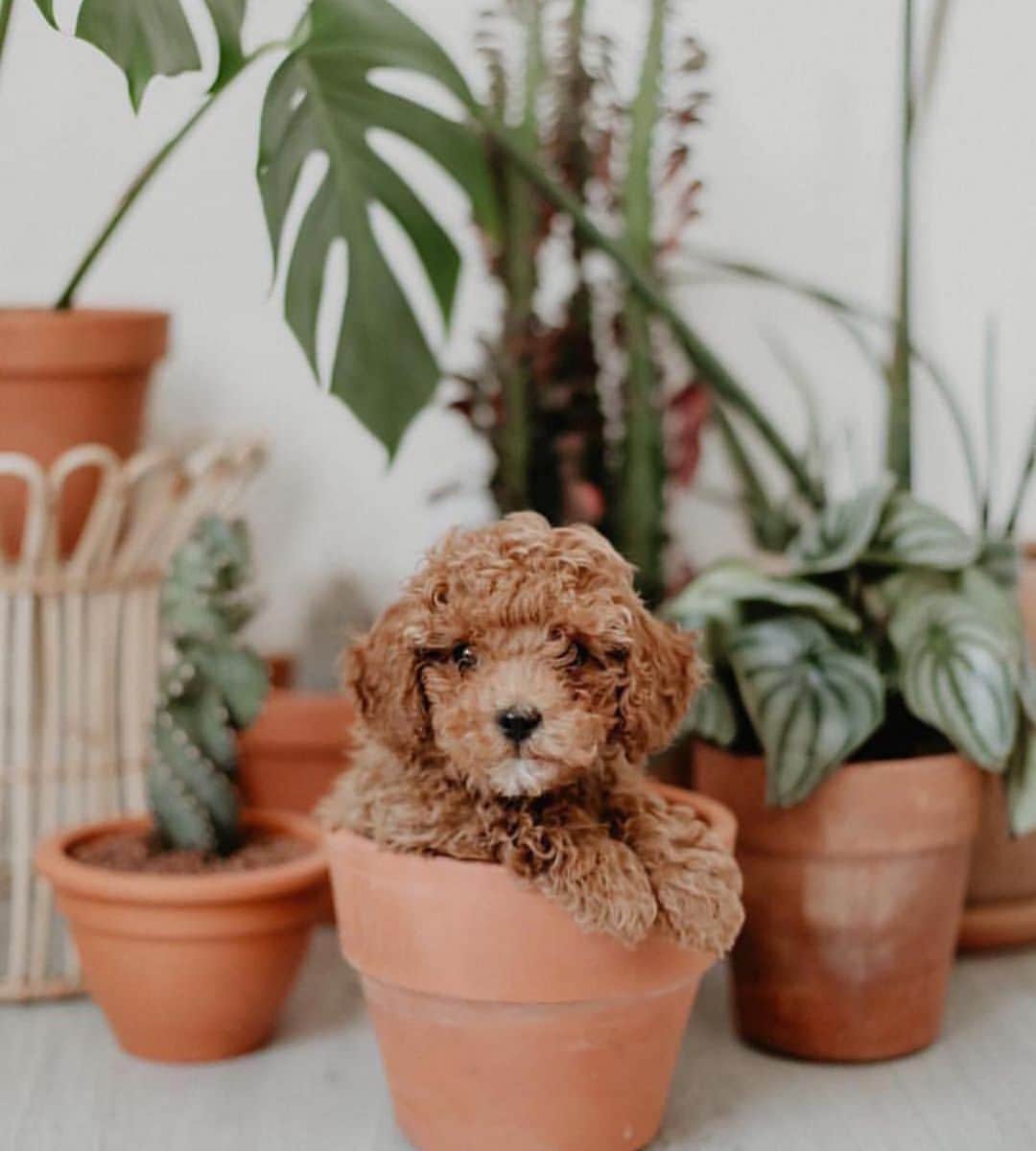 The Louunのインスタグラム：「Tag someone who would love this and check out our online store!!!! Plants Simply Delivered To Your Door 🚪📦🌿😊💕🌿💕🌿 #pet #dog #puppy #plants #animal #animallover #giftidea picture from @senakoksall」