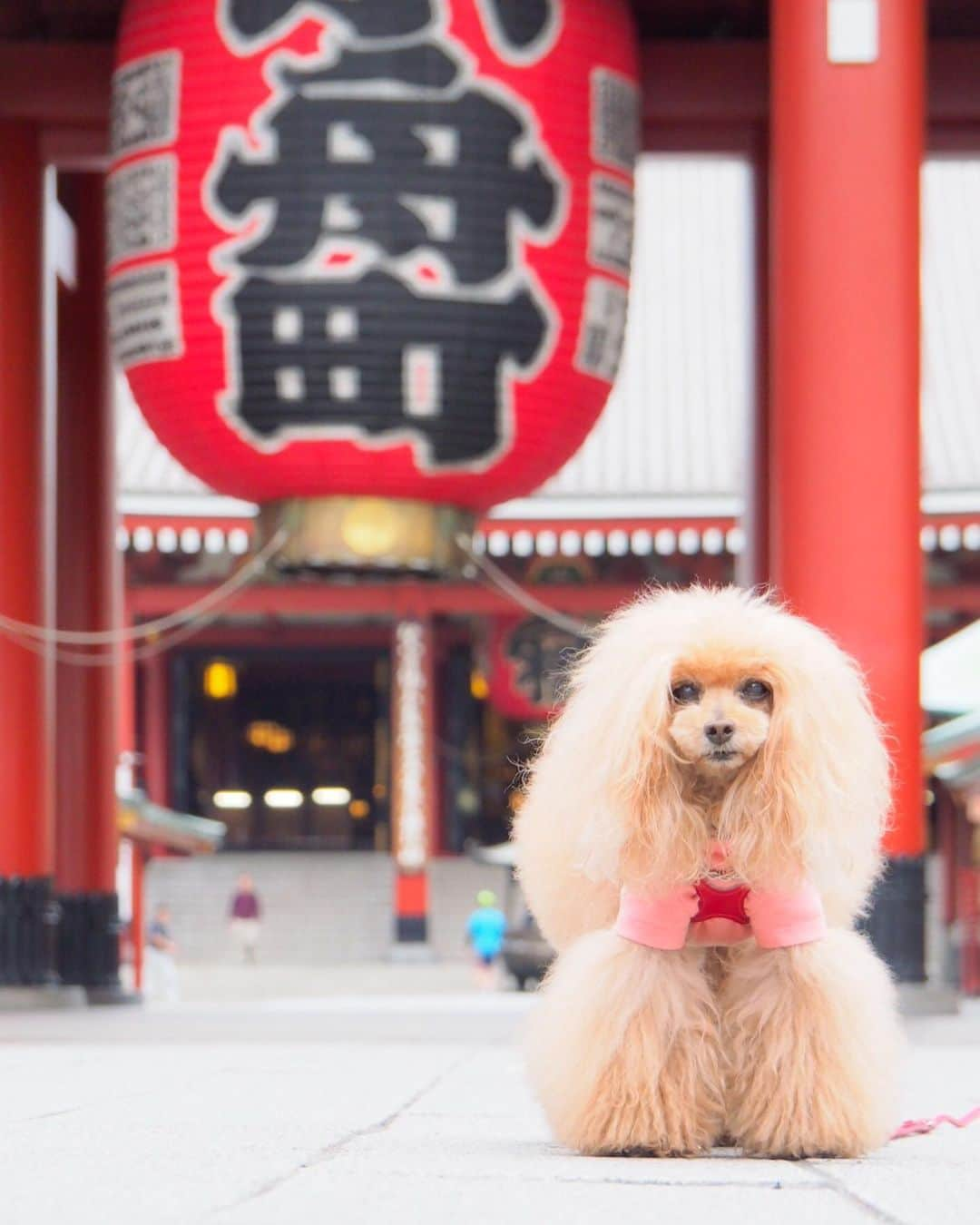 Toypoodle Mikuru?Asakusa Tokyoさんのインスタグラム写真 - (Toypoodle Mikuru?Asakusa TokyoInstagram)「20190507 Tuesday. Good morning! Friends 💕 . 終わってしまった...10連休😭 現実に心と体がついていきませんからッ😂 . ❶ 桃尻ガールは振り向かない🍑 ❷ みくるの法則動画 直進と思いきや！ ❸ さぁ現実に戻ろう... . この一週間は試練だなぁ 精神的にも肉体的にも💧 . #頑張れ私の元気 #浅草寺 #苦しいから神頼み」5月7日 7時55分 - purapura299