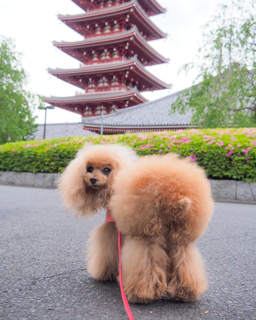 Toypoodle Mikuru?Asakusa Tokyoのインスタグラム：「20190507 Tuesday. Good morning! Friends 💕 . 終わってしまった...10連休😭 現実に心と体がついていきませんからッ😂 . ❶ 桃尻ガールは振り向かない🍑 ❷ みくるの法則動画 直進と思いきや！ ❸ さぁ現実に戻ろう... . この一週間は試練だなぁ 精神的にも肉体的にも💧 . #頑張れ私の元気 #浅草寺 #苦しいから神頼み」