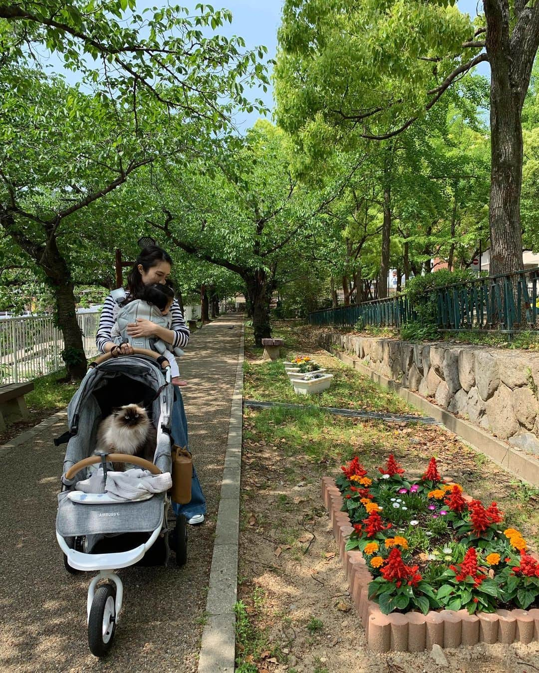 plumeさんのインスタグラム写真 - (plumeInstagram)「GW最終日はみんなでいつもの公園へ🌳 おべびは抱っこがいいって言うから🐒ぷんベビーカー乗れて大満足🥳👍🚗 . いつもプリュムの鳴き声モノマネするけど、我ながら似てるわ🙊ww4枚目の動画みてね👀 . 気分転換できて楽しいお休みだった🍀💕 また今日から頑張ろう❣️ . . . . . . . . ずっと気になってた @konny.jp 抱っこ紐！ 我が家は🐈も一緒にお出かけすることが多いのでかさばらない、コンパクトな抱っこ紐が気になってました💓真夏が来るし🥵💦スポーツウェアにも使われてる生地なら軽く、通気性良く、コンパクト、お洗濯も楽チンななこと間違いなし🥺どうか御縁がありますように💫 @konny.jp  #コニー抱っこ紐サマー #抱っこ紐 . . #プリュムのいる生活 #猫のいる暮らし  #ヒマラヤン  #赤ちゃんと猫  #ふわもこ部  #ヒマラニャンズ  #猫  #ねこ #🐈 #ベビーカー #ママタス  #お出かけ #公園 #고양이  #kucing  #Кот  #ilovecats  #sealpoint  #beautifulcat  #himalayancat  #catsofinstagram #catloversclub  #bestmeow  #bestcats_oftheworld  #weeklyfluff  #bestanimal #cutepetclub #grumpycat」5月7日 8時12分 - plumestagram