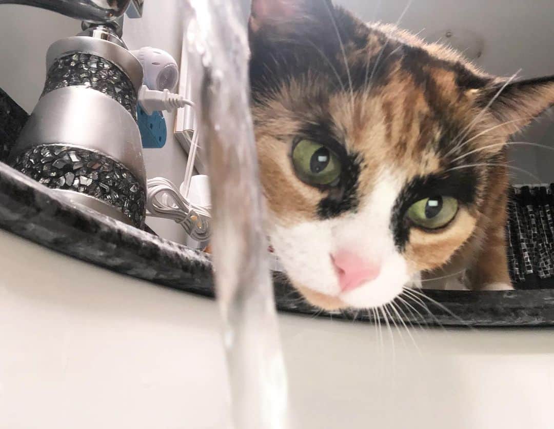 リリーのインスタグラム：「Sneaking in for a quick sip! 💧」