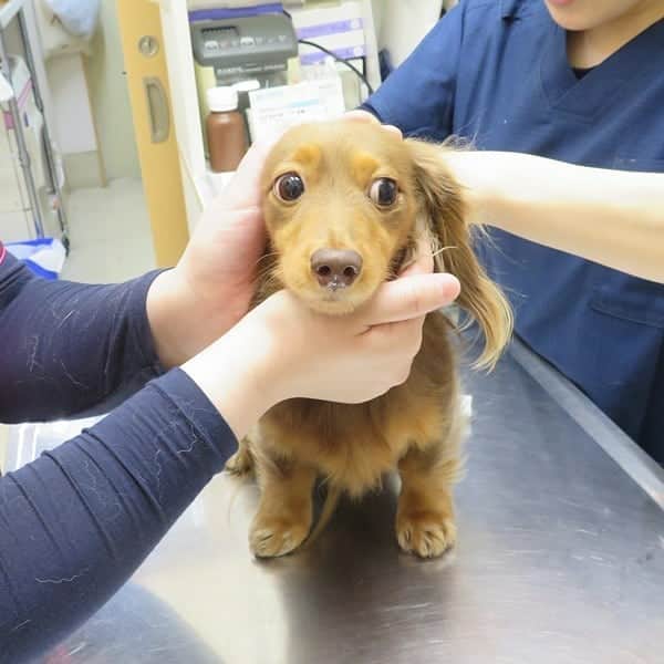 くるみんのインスタグラム：「* 日付遡って4月17日 あずきちゃんの、狂犬病予防接種に行きました💉 緊張した顔😄  こむぎさんは癲癇の持病があるため、今年も接種はせず猶予証明書をもらいました。  #ミニチュアダックスフンド #ミニチュアダックスフント #ミニチュアダックス #イザベラタン #イザベラ #カニンヘンダックスフント #カニンヘンダックス #カニンヘン #カニンヘンダックスフンド #チョコタンダックス #チョコタン #ダックス多頭飼い #ダックスフント #ダックス #ダックスフンド #狂犬病予防接種 #動物病院 #わんこなしでは生きていけません会 #ワンコなしでは生きて行けません会 #いぬばか部 #いぬすたぐらむ #短足部 #dachshund #dogstagram #east_dog_japan #instagramdog #instadachs #kyounodachs #todayswanko #7pets_1day」