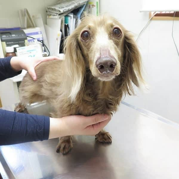 くるみんさんのインスタグラム写真 - (くるみんInstagram)「* 日付遡って4月17日 あずきちゃんの、狂犬病予防接種に行きました💉 緊張した顔😄  こむぎさんは癲癇の持病があるため、今年も接種はせず猶予証明書をもらいました。  #ミニチュアダックスフンド #ミニチュアダックスフント #ミニチュアダックス #イザベラタン #イザベラ #カニンヘンダックスフント #カニンヘンダックス #カニンヘン #カニンヘンダックスフンド #チョコタンダックス #チョコタン #ダックス多頭飼い #ダックスフント #ダックス #ダックスフンド #狂犬病予防接種 #動物病院 #わんこなしでは生きていけません会 #ワンコなしでは生きて行けません会 #いぬばか部 #いぬすたぐらむ #短足部 #dachshund #dogstagram #east_dog_japan #instagramdog #instadachs #kyounodachs #todayswanko #7pets_1day」5月7日 8時31分 - michirumugiazu