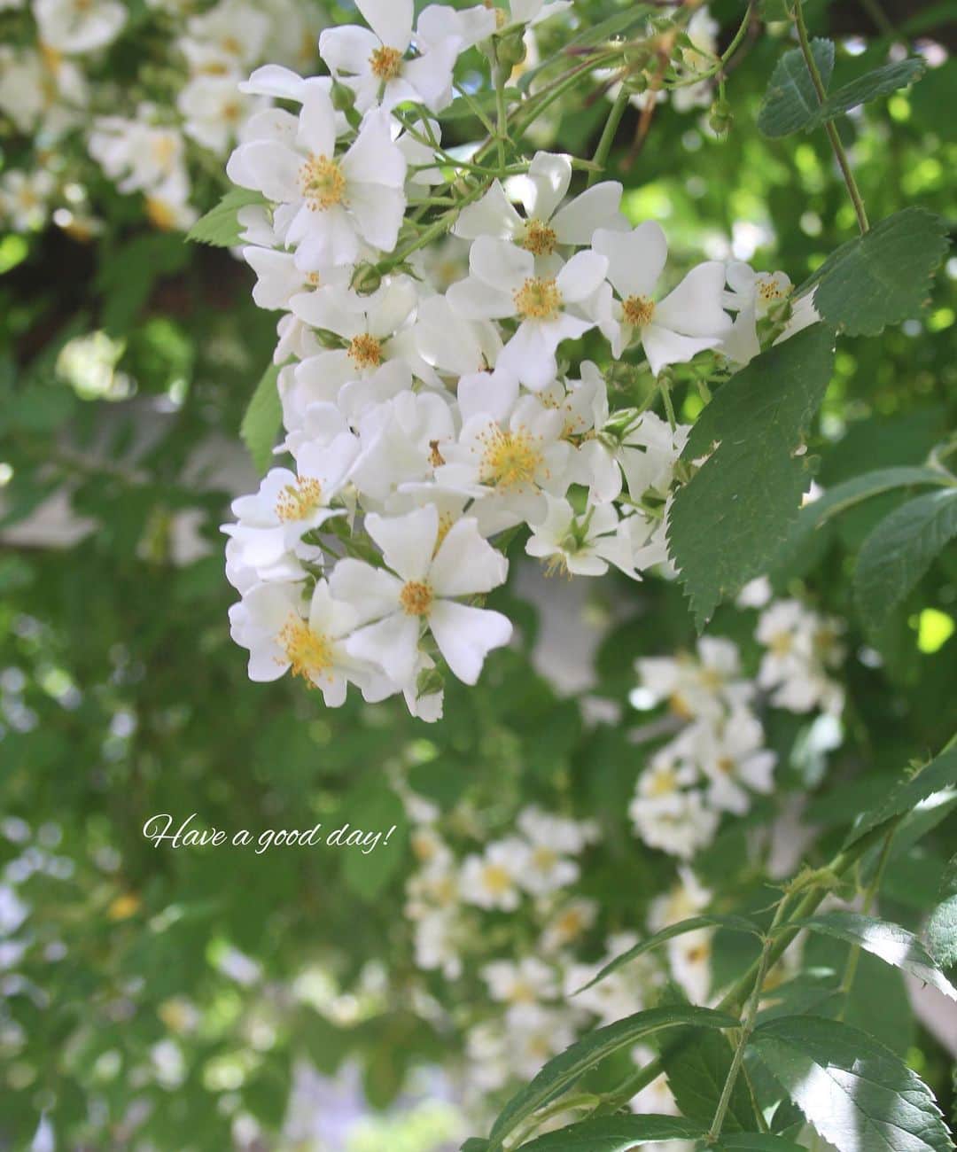 雑誌『花時間』さんのインスタグラム写真 - (雑誌『花時間』Instagram)「おはようございます。先日、帰省から戻ると、玄関脇のノイバラに花の季節が訪れていました。初夏ですね。ノイバラを漢字で書くと野茨。野に咲き、トゲのある植物全般を指す「荊（いばら）」が名前の由来のようです。ノイバラは日本各地で自生する、もっともポピュラーな野バラ。そして、見かけによらず、じつに強健なバラなんです。うちの玄関から鳥が種を運んだものなのか…道路脇のツツジの植え込みからも、ニョキニョキニョッキリ〜と、雨後の筍のごとく枝を伸ばし、花を咲かせていました。お近くでも、きっと咲いているはず。ノイバラは野バラとも呼ばれ、秋には2枚めのpicのような赤く、小さな実をつけた枝がお花屋さんにも出回りまーす。では、今日から活動再開！  今週も元気smile😊😊😊で頑張りましょう！  by ピーターパン  #hana #flower #flowers #flowerslovers #flowerstagram #花時間 #花時間2019  #花好き #花藝 #花好きな人と繋がりたい #花が好きな人と繋がりたい #花のある生活 #花のある暮らし #ノイバラ #野バラ #Japaneserose  #のばら  #バラが好き #バラが好きな人と繋がりたい #初夏の訪れ #botanicallife #花屋さんへ行こう」5月7日 8時49分 - hanajikan_magazine