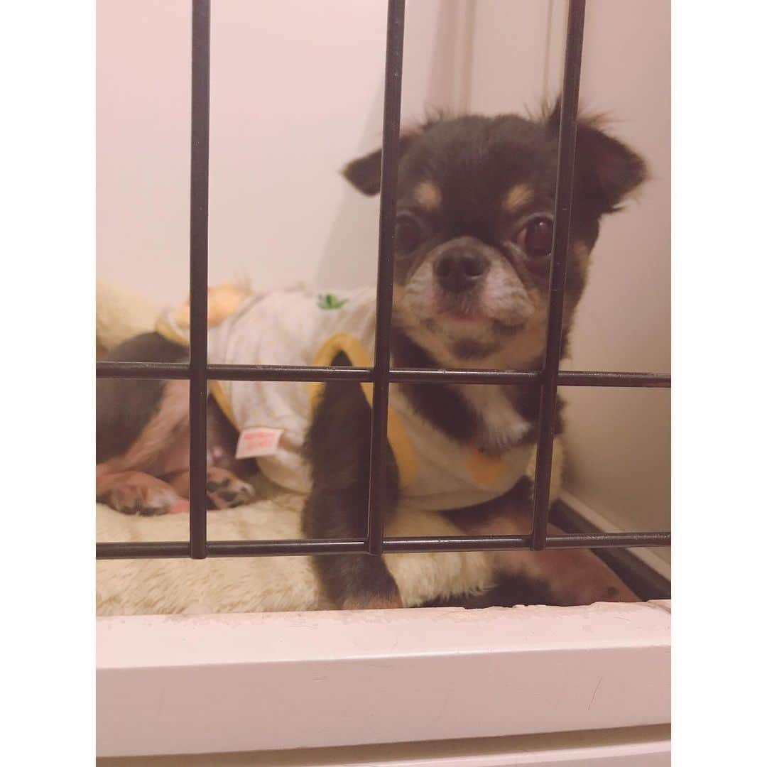 有明ゆなさんのインスタグラム写真 - (有明ゆなInstagram)「おはよう☀ . . . . #愛犬 #ちわわ #ちわすたぐらむ #ちわわ親バカ部 #ちわわ大好き #ちわわ多頭飼い #ちわわ部 #ちわわせ #ちわわん #ちわわ画像 #チワワ #チワワちゃん #チワワ部 #チワワラブ #チワワ画像 #チワワバカ #チワワ大好き #チワワン #チワワ多頭飼い #dog #dogstagram #instadog #gm #goodmorning #ぶちゃかわ #ぶちゃいく #ぶちゃ」5月7日 8時43分 - ariake_yuna