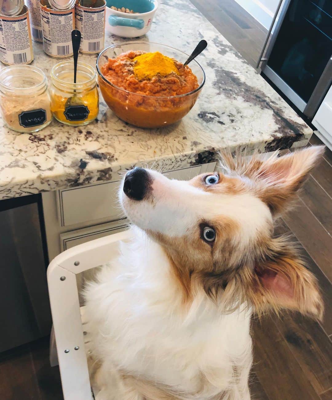 Jazzy Cooper Fostersさんのインスタグラム写真 - (Jazzy Cooper FostersInstagram)「BB used to have issues in her rear end (will skip the details). 🤭 My vet suggested we give her more pumpkin. Once a month, my husband and I freeze-dry her pumpkin mixture (with turmeric and ginger) and give a portion daily. When he said he wanted to buy a freeze dryer, I thought he had reached another level of nerdiness. 🤓 But now I am happy with the investment since BB’s furry butt has been doing better than ever. 🍑✨」5月6日 23時50分 - bordernerd