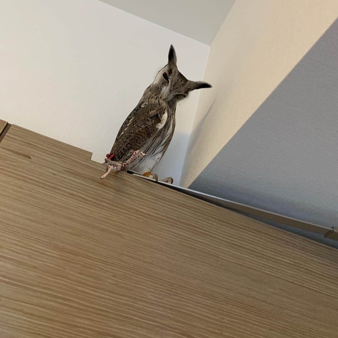 ラド&ティンクさんのインスタグラム写真 - (ラド&ティンクInstagram)「* I went to my friend's house🦉 * model ： chocotan @unizo.the.hedgie * * うにぞーパパの新居にみんなで遊びに行ったよ。 しょこたんが #ソンブレロ を格好良く被ってくれて感激❤️ * *  最初みんなで押しかけたから、 しょこたんは警戒して 2、3枚目みたいに細くなってました💦💦💦 少しずつ慣れて、ファッションショーしてた時はご機嫌になって、可愛いお顔を見せてくれました❤️❤️❤️ * * また遊ぼうね！ * 一緒に遊んだ人 @ayabribrick  @ganmohedgehog  @bon_amu  @uni_desu  @cheddar0216  @5by5chihiro * * #しょこたん #はりねずみ #ハリネズミ #針鼠 #ヨツユビハリネズミ #ヘッジホッグ  #ペット #ふわもこ部 #モフモフ #hedgehog #pygmyhedgehog #lovelypet #cuteanimals #hedgehogfamily #hedgie #Hérisson #igel#riccio #Erizo #고슴도치 #刺猬 #pecotv」5月6日 23時52分 - rado_pompon