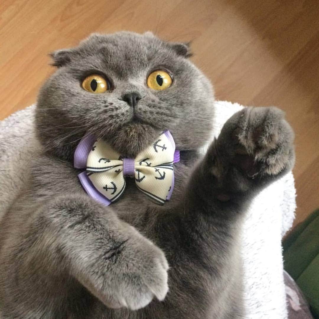 CatStockerのインスタグラム：「Hello! #catstocker is here!  Follow our FURRriend @the.minika  Scroll right for more pictures 👉 . . . . .  #cat #neko #mačka #chat #kočka #котка #kotek #kot #кіт #mače #кошка #кот #katze #gato #gatto #kissa #子猫 #猫 #고양이 #貓 #kedi #köttur #kissanpentu #חתול #кішка #kittens #小猫 #kätzchen #котята」