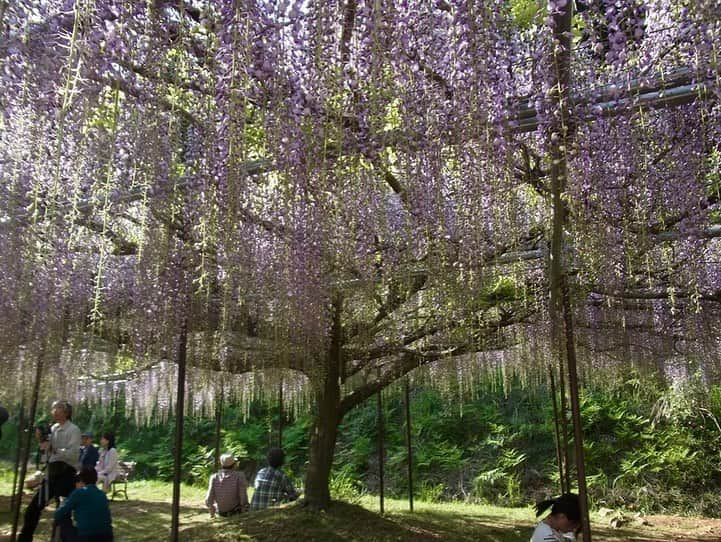 小嶋晶子さんのインスタグラム写真 - (小嶋晶子Instagram)「Wisteria smells sweet! #白毫寺 #白毫寺の九尺藤 #藤 #藤棚 #九尺ふじ #九尺ふじまつり #丹波市 #兵庫 #日本 #wisteria #byakugoji #byakugojitemple #tanbashi #hyogo #japan #🇯🇵」5月7日 0時07分 - kojimamajiko