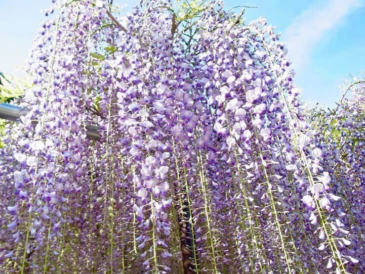 小嶋晶子さんのインスタグラム写真 - (小嶋晶子Instagram)「Wisteria smells sweet! #白毫寺 #白毫寺の九尺藤 #藤 #藤棚 #九尺ふじ #九尺ふじまつり #丹波市 #兵庫 #日本 #wisteria #byakugoji #byakugojitemple #tanbashi #hyogo #japan #🇯🇵」5月7日 0時07分 - kojimamajiko