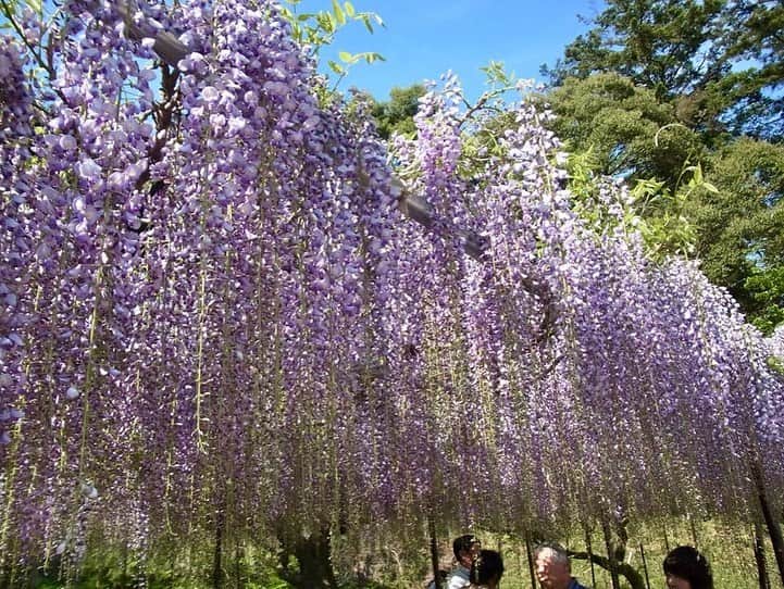 小嶋晶子のインスタグラム：「Wisteria smells sweet! #白毫寺 #白毫寺の九尺藤 #藤 #藤棚 #九尺ふじ #九尺ふじまつり #丹波市 #兵庫 #日本 #wisteria #byakugoji #byakugojitemple #tanbashi #hyogo #japan #🇯🇵」