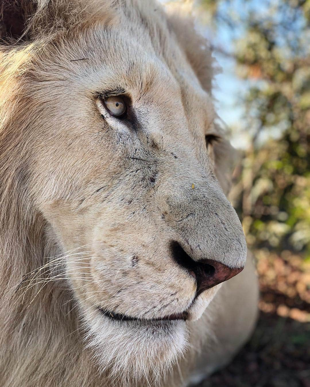 Kevin Richardson LionWhisperer のインスタグラム