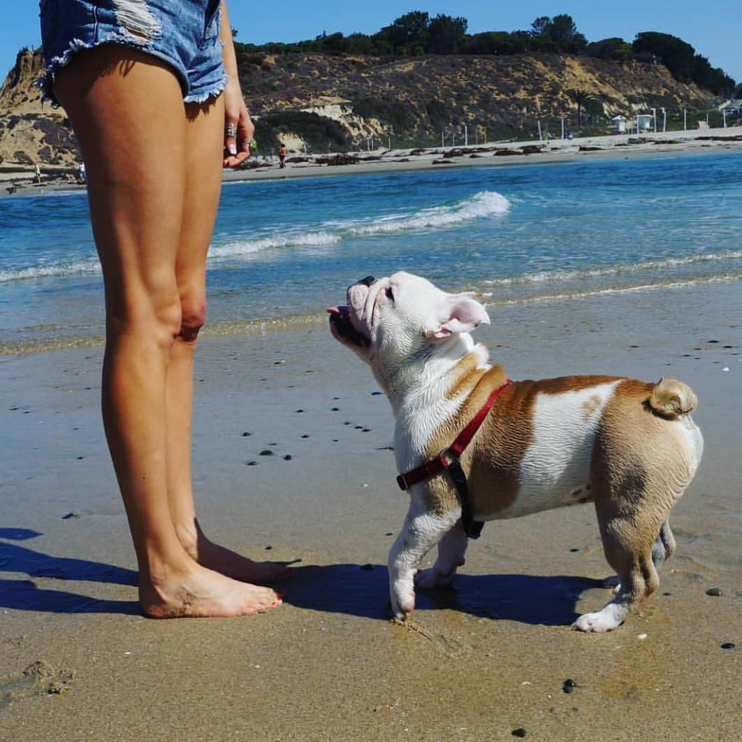 Bodhi & Butters & Bubbahさんのインスタグラム写真 - (Bodhi & Butters & BubbahInstagram)「Starting out the week on the right paw 🐾 . . . . #bulldog #bestoftheday #dogsofinstagram #monday #motivation #puppy #love #beach #blonde #bff」5月7日 0時46分 - keonistuff