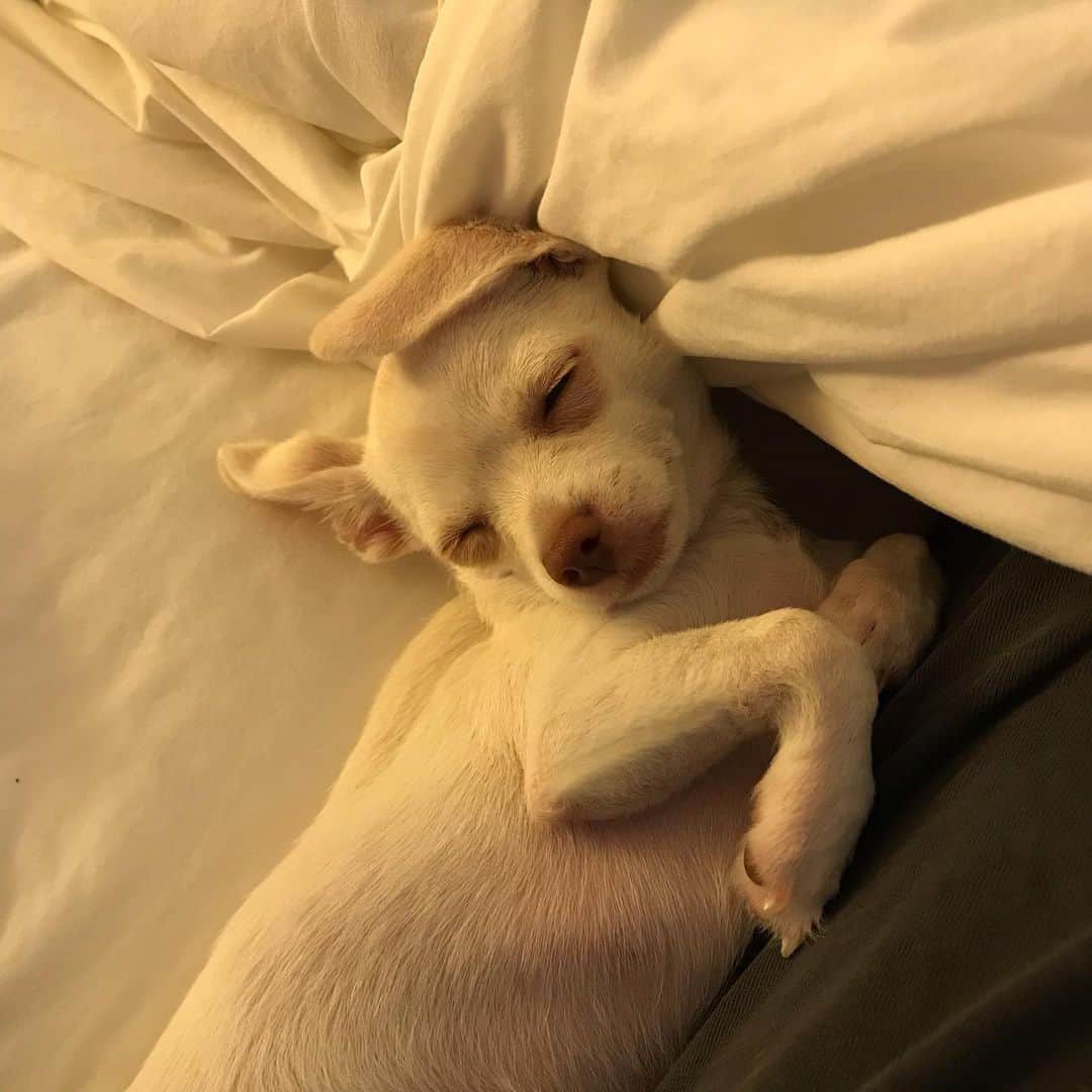 マーガレット・チョーさんのインスタグラム写真 - (マーガレット・チョーInstagram)「Lucia!!! She’s a natural model! Even asleep!! #chihuahua #rescuedog #dog」5月7日 0時48分 - margaret_cho