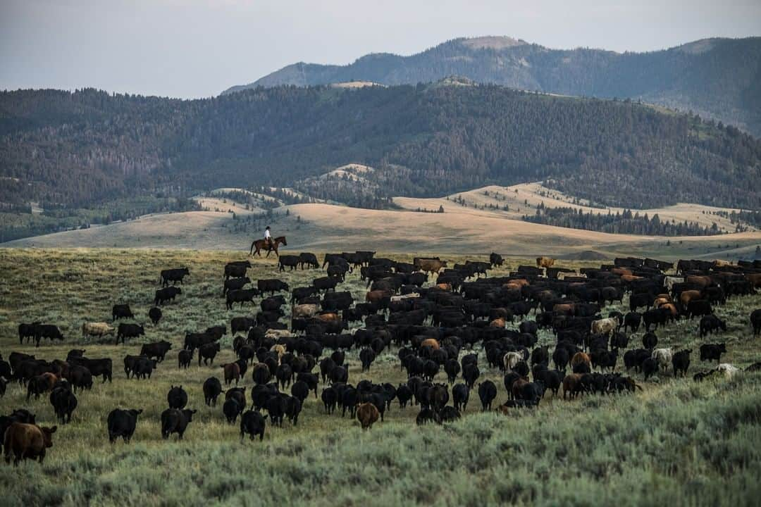 National Geographic Travelさんのインスタグラム写真 - (National Geographic TravelInstagram)「Photo by @amivitale | Ranchers herd cattle in Montana's Centennial Valley. Located in the southern part of the state, the valley is an important wildlife corridor for elk, moose, antelope, deer, wolverines, grizzly bears, wolves and hundreds of bird species.  For more stories about people working to help nature flourish, follow @amivitale @natgeoimagecollection @natgeo @thephotosociety #montana #west #ranching #horses #cowboys」5月7日 1時10分 - natgeotravel