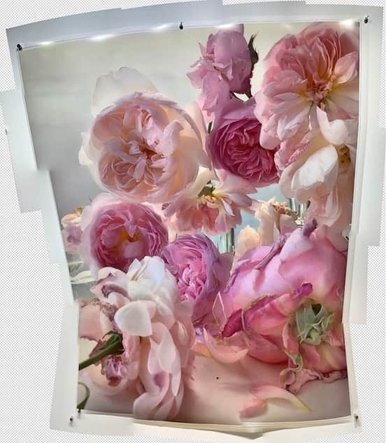 ニック・ナイトさんのインスタグラム写真 - (ニック・ナイトInstagram)「The process of retouching and working on my Roses from my Garden  pictures for exhibition occasionally presents some very unexpected and interesting visions .  #roses #AI」5月7日 1時29分 - nick_knight