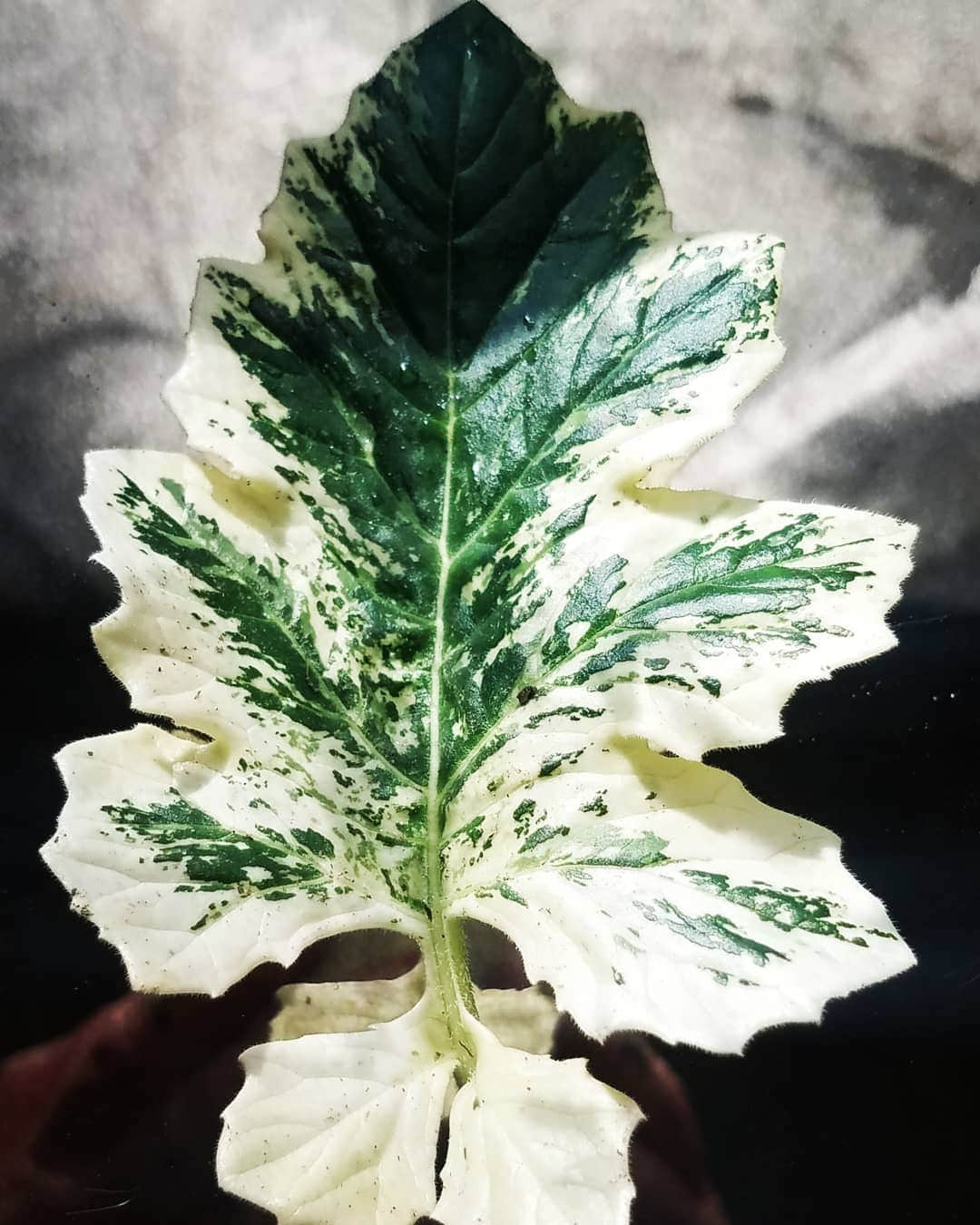 ガソリングラマーさんのインスタグラム写真 - (ガソリングラマーInstagram)「Acanthus whitewater leaves are the coolest ever!!!! #GASOLINEGARDEN #ILOVEGARDENS #GARDENSRULE #GARDENCHURCH #GARDENPARTY #GARDENMAGIC #AVANTGARDEN #GARDENS #GARDENGANGSTER #garden #gardenlife #GARDENER #gardentime #GARDENING #CACTUSFLOWER #VEGETABLEGARDEN #VEGETABLES #FLOWERS #FLOWERPOWER #plants #CACTUS #SUCCULENTS #SUCCULENTSRULE #ACANTHUSWHITEWATER  #AYEARINFLOWERS  #shadowhills  #THANKYOU 😬😬😬 @gasolineglamour  #GASOLINEGLAMOUR #BLUESTONEPERENNIALS」5月7日 2時00分 - gasolineglamour