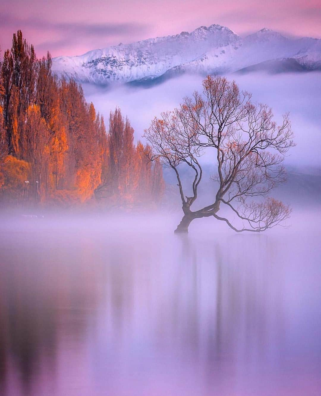 Canon Photographyさんのインスタグラム写真 - (Canon PhotographyInstagram)「Photography | @rachstewartnz  Wanaka, NZ  Canon 5Mkiv + 70-200  ISO 100 | f/10 | 30 secs  #NZ #wanakatree」5月7日 2時21分 - cpcollectives