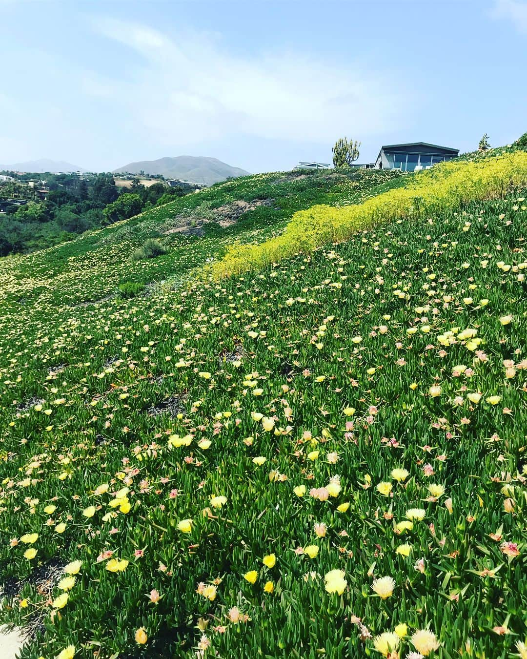 サラ・ライトさんのインスタグラム写真 - (サラ・ライトInstagram)「California I ❤️U」5月7日 2時22分 - swrightolsen