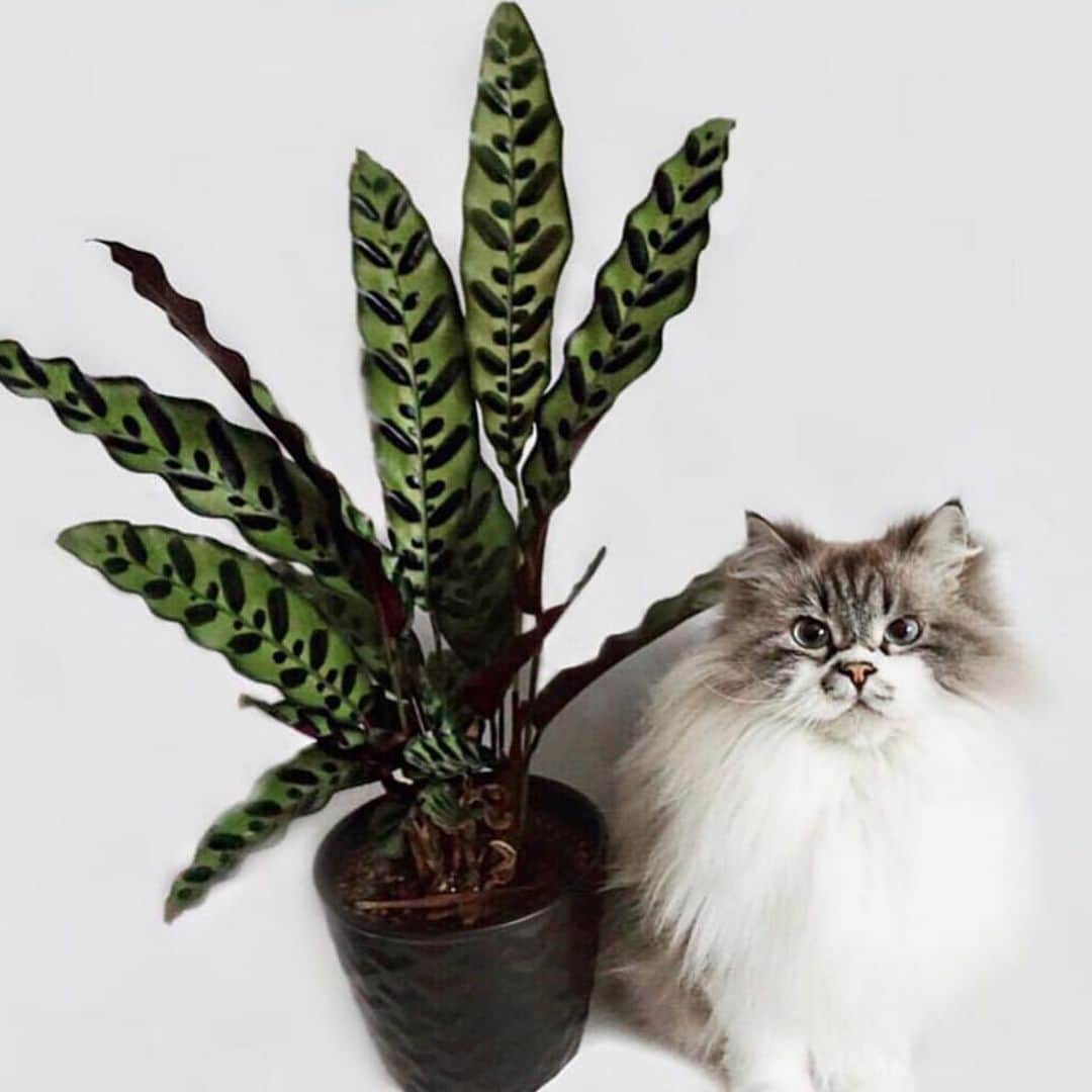 The Louunのインスタグラム：「#prayerplants #rattlesnakeplants #cat #animallover We ship fresh plants for you 😊🌿🌳💕🌿Tag your friends and check out our online store 😊📦」