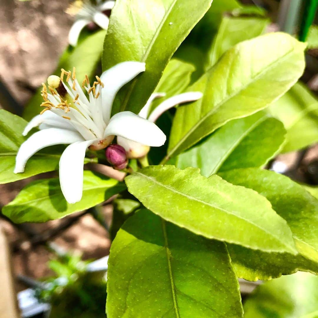 光野桃さんのインスタグラム写真 - (光野桃Instagram)「連休終わって、レモンの花が開きました。よく見ると真ん中に太い雄しべが、天に向かってまっすぐに立っています。大きく実れ！  #レモンの花 #香りを楽しむ #そして摘む、少しを残して #蕾は可愛いピンク色」5月7日 9時02分 - mitsuno.momo