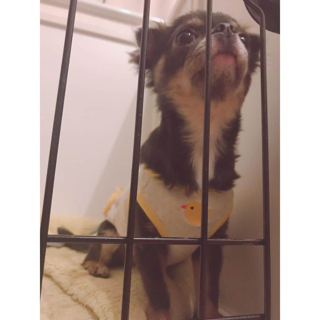 有明ゆなさんのインスタグラム写真 - (有明ゆなInstagram)「今日もとっても元気( ^ω^ ) . . . . #愛犬 #ちわわ #ちわすたぐらむ #ちわわ親バカ部 #ちわわ大好き #ちわわ多頭飼い #ちわわ部 #ちわわせ #ちわわん #ちわわ画像 #チワワ #チワワちゃん #チワワ部 #チワワラブ #チワワ画像 #チワワバカ #チワワ大好き #チワワン #チワワ多頭飼い #dog #dogstagram #instadog #gm #goodmorning #ぶちゃかわ #ぶちゃいく #ぶちゃ」5月7日 9時03分 - ariake_yuna