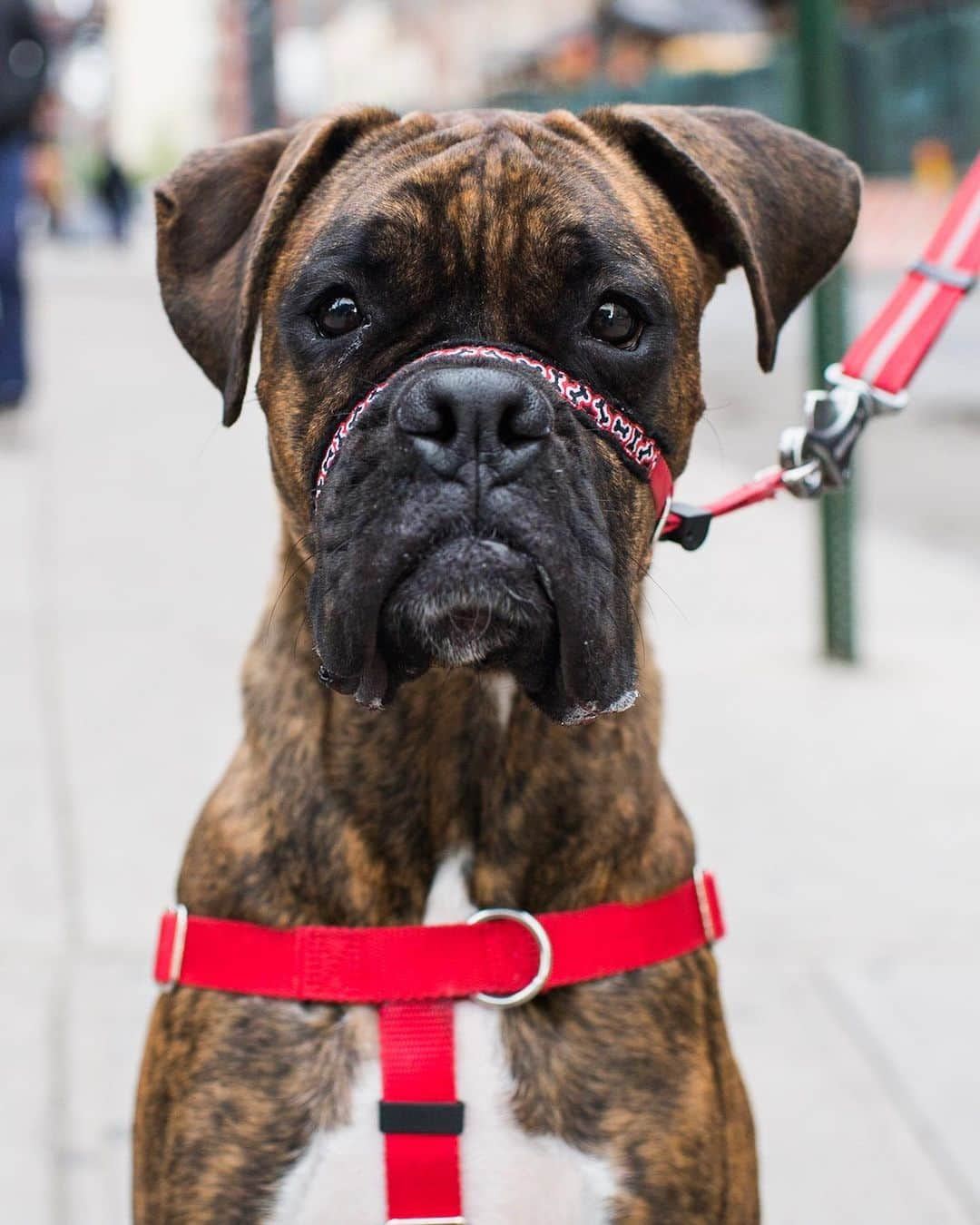 The Dogistさんのインスタグラム写真 - (The DogistInstagram)「Luca, Boxer (1 y/o), Washington & Ganesevoort St., New York, NY • “He makes me laugh every day just being himself. They’re born clowns.”」5月7日 3時38分 - thedogist