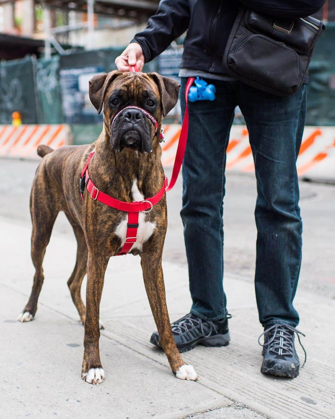 The Dogistさんのインスタグラム写真 - (The DogistInstagram)「Luca, Boxer (1 y/o), Washington & Ganesevoort St., New York, NY • “He makes me laugh every day just being himself. They’re born clowns.”」5月7日 3時38分 - thedogist