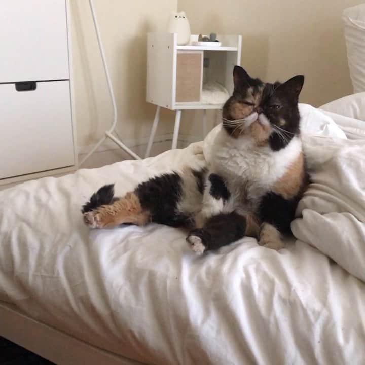 のインスタグラム：「Don’t ask if u don’t wanna kno 💁🏻‍♀️💦🛁 #pudgethecat #catsofinstagram #soundon」