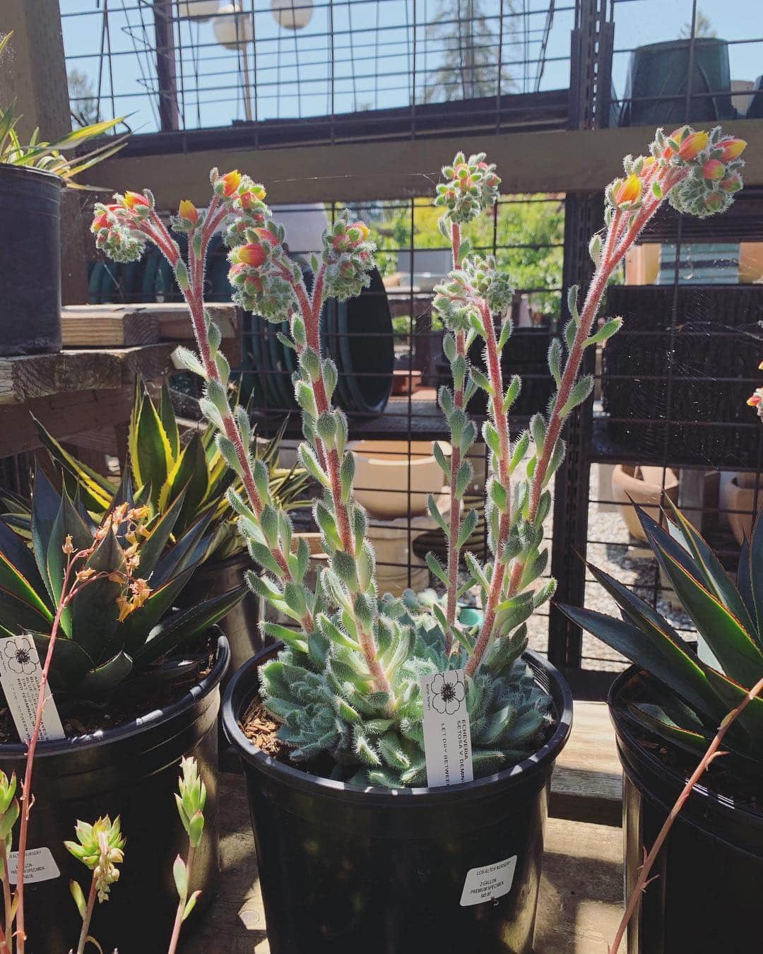 OLIVIAのインスタグラム：「Found so many beauties in cute nursery in Los Altos. What a heavenly place.🥰💚🥰💚🥰💚🥰💚🥰 #losaltosnursery」