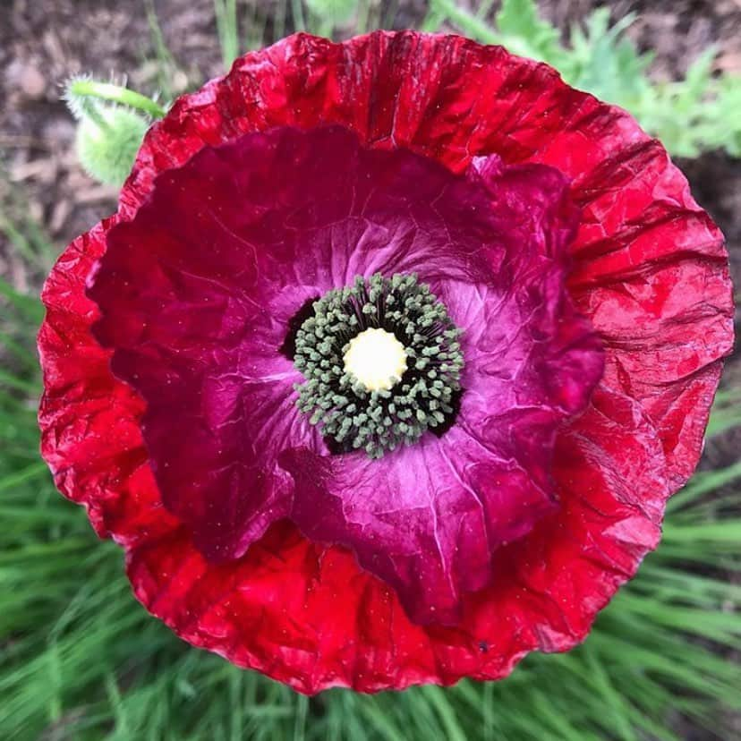 ニューヨーク植物園のインスタグラム