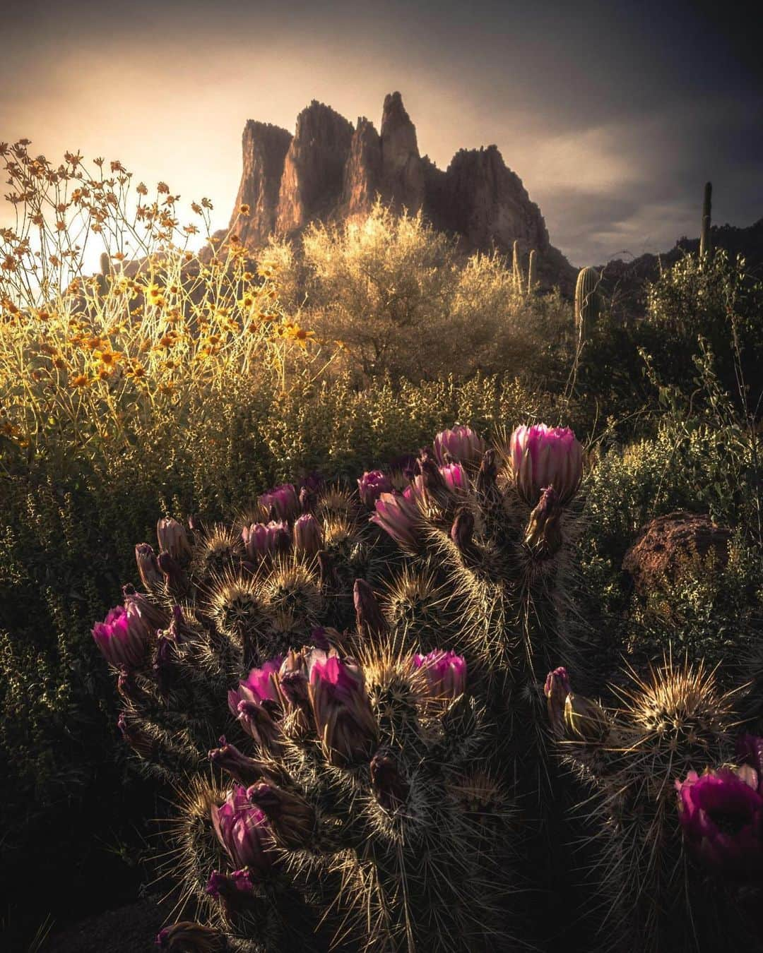 CANON USAさんのインスタグラム写真 - (CANON USAInstagram)「"I tried to make it in time before the newly blooming flowers of the Hedgehog Cactus closed shop for the night. I didn’t quite make it, but it was still pretty nonetheless!" #MyCanonStory  Photo Credit: @Kantolphotos Camera: #Canon EOS 80D Lens: EF-S 18-135mm f/3.5-5.6 IS USM Aperture: f/14 ISO: 100 Shutter Speed: 1/250 sec Focal Length: 18mm」5月7日 5時42分 - canonusa