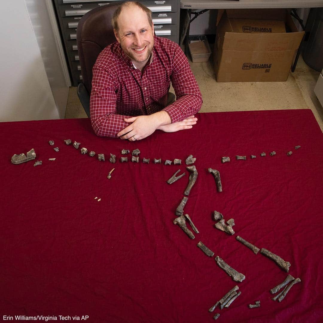 ABC Newsさんのインスタグラム写真 - (ABC NewsInstagram)「Assistant Professor of Geobiology Sterling Nesbitt poses next to fossilized bones of  Suskityrannus hazelae, some of which he found when he was 17 years old. Suskityrannus hazelae is a miniature adult Tyrannosaurus dinosaur relative. #dinosaur #fossils #archaeology」5月7日 5時47分 - abcnews
