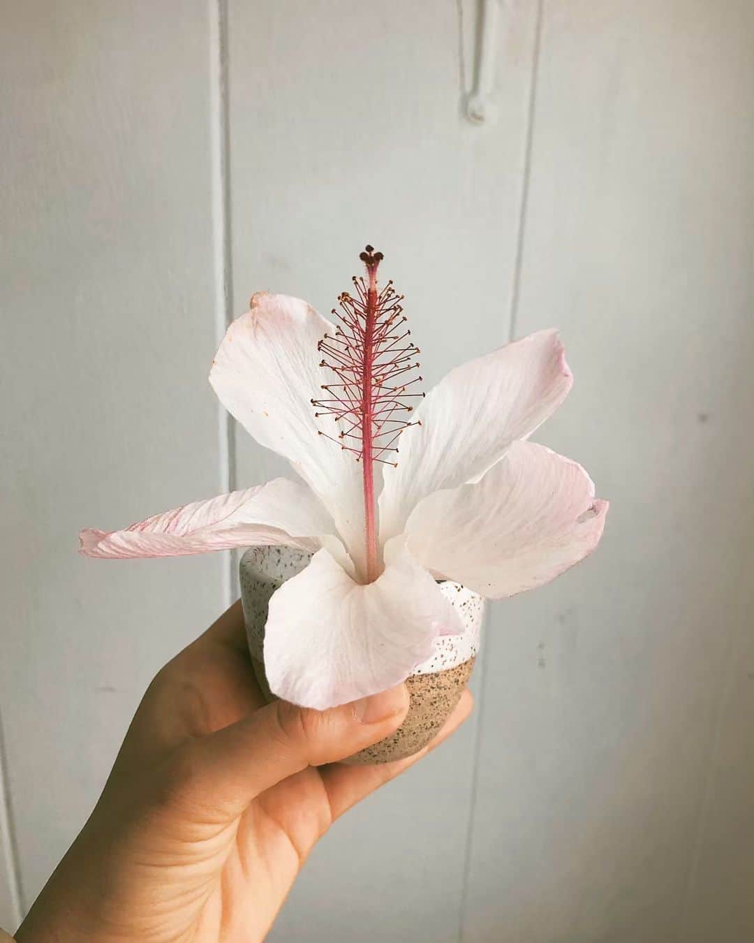Tamikoのインスタグラム：「chibiko cup for your morning ☕️ shot or a flower from your hunny 🌺 5 more left for purchase! 朝のエスプレッソかお花ちゃんにこのカップ！後5個残ってます〜 #ceramicespressocup #tamikokonutscreative #ceramics」