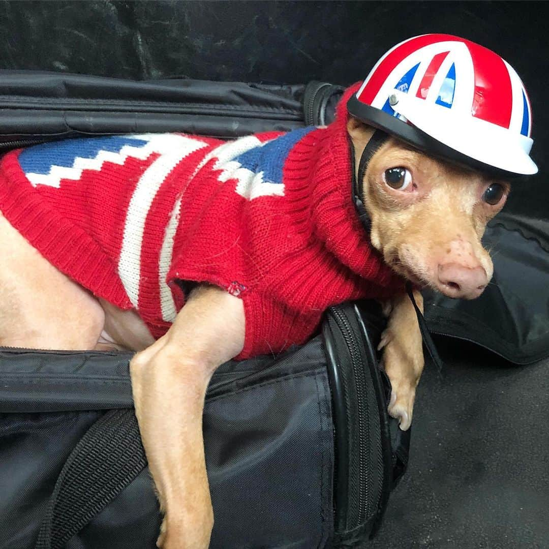 Tuna {breed:chiweenie} さんのインスタグラム写真 - (Tuna {breed:chiweenie} Instagram)「You’ll never guess where we’re heading next. 🤣」5月7日 5時53分 - tunameltsmyheart