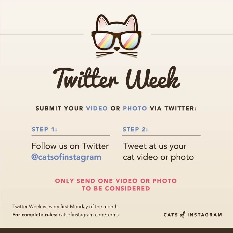 Cats of Instagramさんのインスタグラム写真 - (Cats of InstagramInstagram)「Welcome to the May edition of #TwitterWeek! One submission per person ONLY! Good luck gang! 🐱⭐️」5月7日 6時02分 - cats_of_instagram