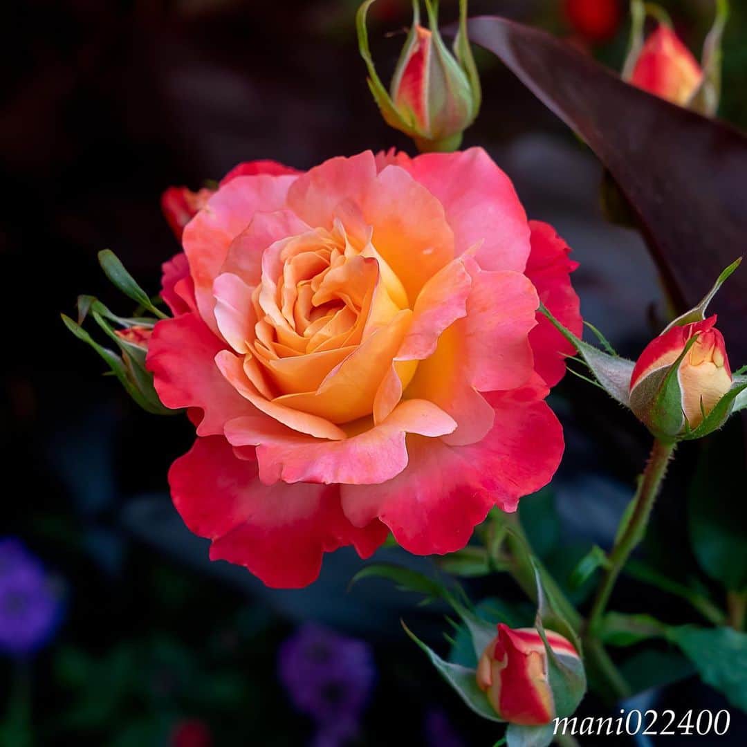 mani022400のグルメインスタ