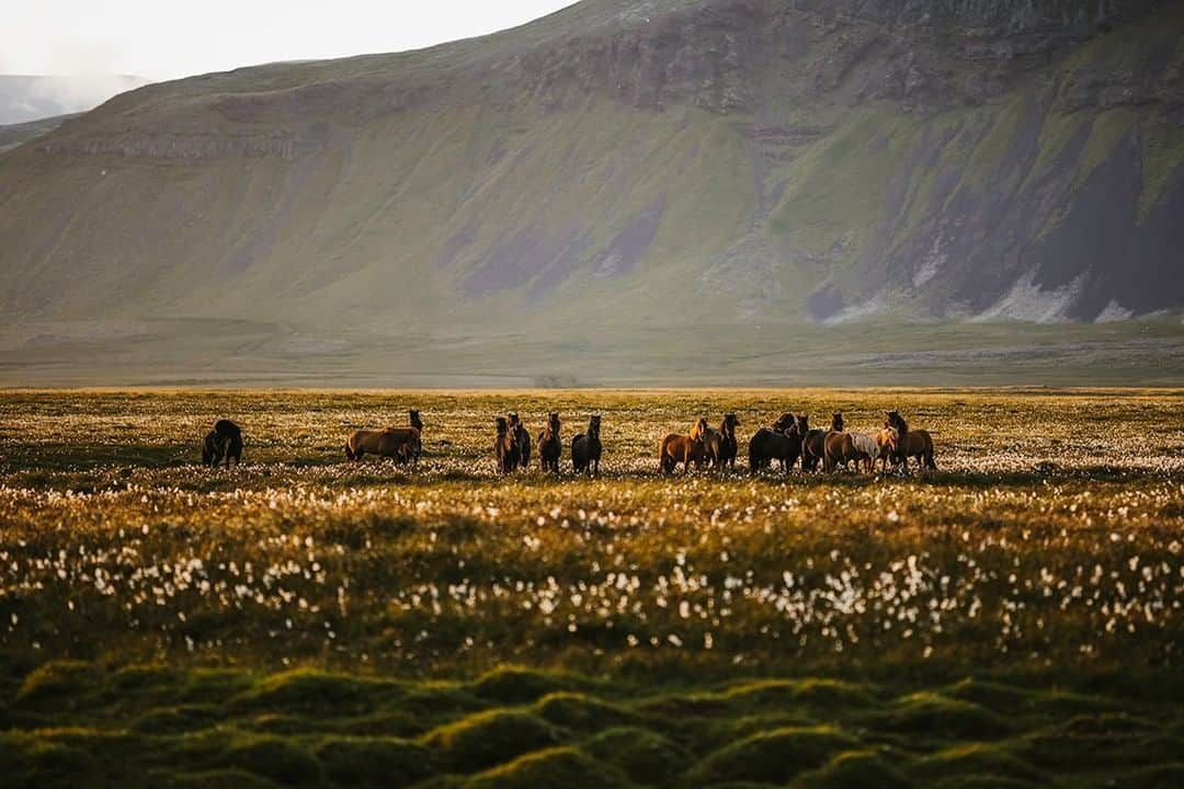 National Geographic Travelさんのインスタグラム写真 - (National Geographic TravelInstagram)「Photo by @mborowick | Icelandic horses roam free during the summer months before being herded back during the yearly roundup in the fall. A tradition that is over 800 years in the making. There are around 80,000 horses living on the island with a human population of roughly 340,000.  #icelandichorse #iceland #tradition #nature #animals」5月7日 7時10分 - natgeotravel