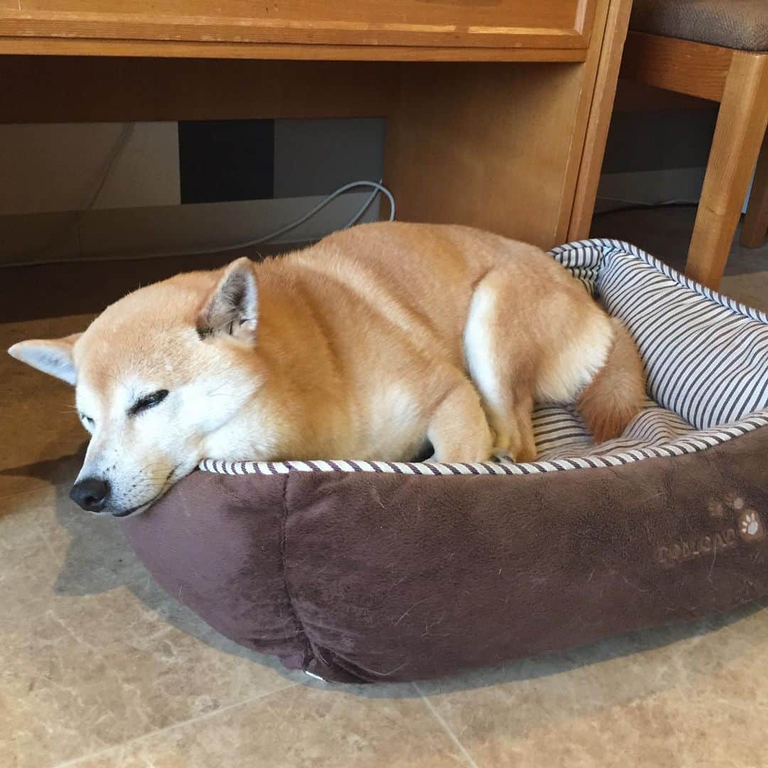 がんちゃんのグルメインスタ