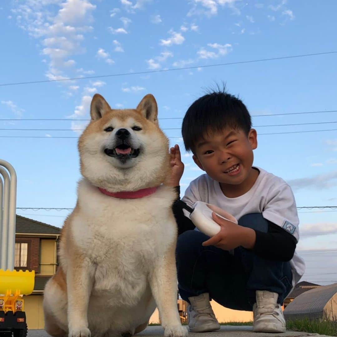 いなりさんのインスタグラム写真 - (いなりInstagram)「私の可愛い息子と娘♡ この2ヶ月で娘が随分、人間らしくなってきた。 ☆。.:＊・゜ 車で出かけるといつもついてくるんだけど。 玄関から車、車から玄関までは抱っこするんだけど。 『おいで』って言うと二本足でタッチして肩に抱きついてくるの...♡ それがたまらなく可愛いの...♡嬉しくて胸と目が熱くなるの...♡(*ᵒ̴̶̷᷄Дᵒ̴̶̷᷅)そりゃ、強く抱きして犬吸いするよね〜♡ ☆。.:＊・゜ #かわいいなり #いなりのキュン話 #そのうち喋るんじゃないか #シバスタ映え #シバスタ萌え #イヌスタ映え #イヌスタ萌え #柴 #しば #しばいぬ #日本犬 #いぬバカ部 #犬#shiba #shibainu  #shibadog #shibarbucks #shibastagram #japanesedog」5月7日 16時57分 - shibainuinari