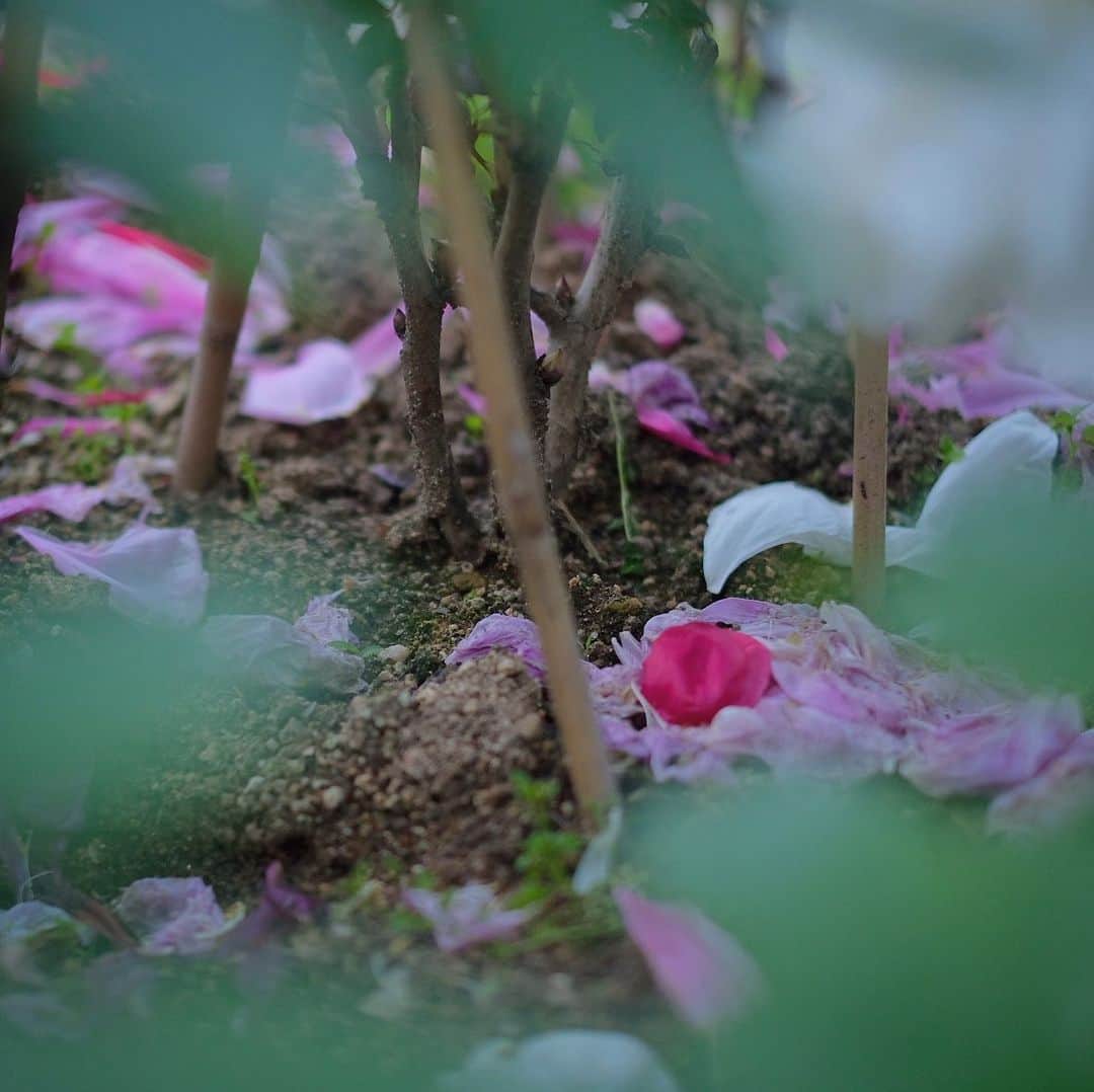 奈良 長谷寺 / nara hasederaのグルメインスタ