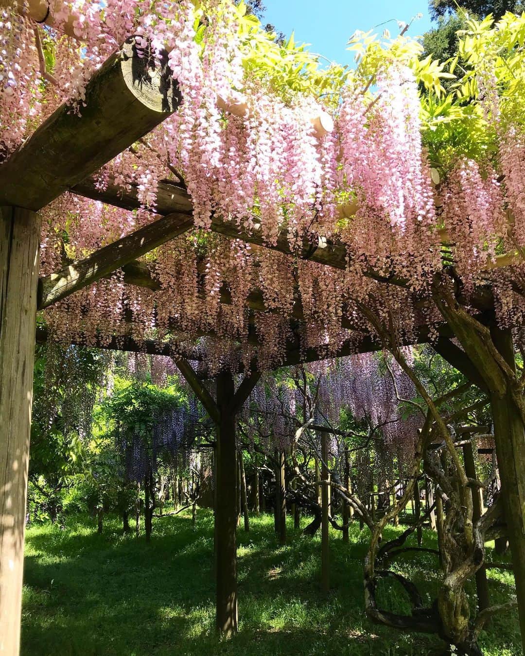 古賀陽子さんのインスタグラム写真 - (古賀陽子Instagram)「#お花だより #藤 #ふじ #フジ #wisteria」5月7日 17時53分 - y.koga7