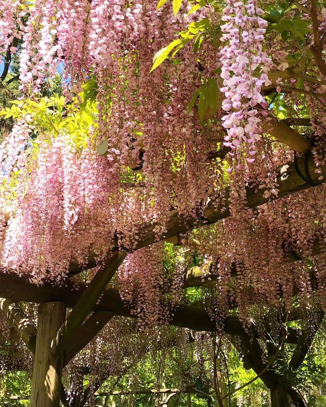 古賀陽子さんのインスタグラム写真 - (古賀陽子Instagram)「#お花だより #藤 #ふじ #フジ #wisteria」5月7日 17時53分 - y.koga7