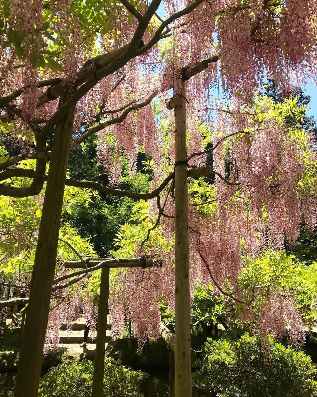 古賀陽子さんのインスタグラム写真 - (古賀陽子Instagram)「#お花だより #藤 #ふじ #フジ #wisteria」5月7日 17時53分 - y.koga7