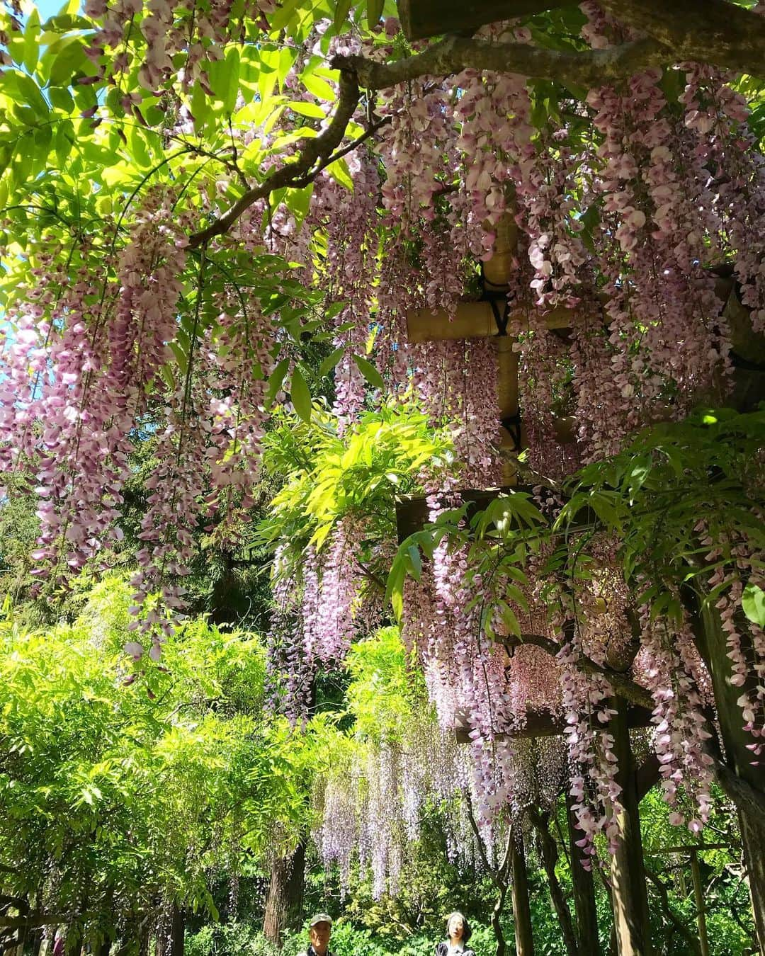 古賀陽子さんのインスタグラム写真 - (古賀陽子Instagram)「#お花だより #藤 #ふじ #フジ #wisteria」5月7日 17時53分 - y.koga7