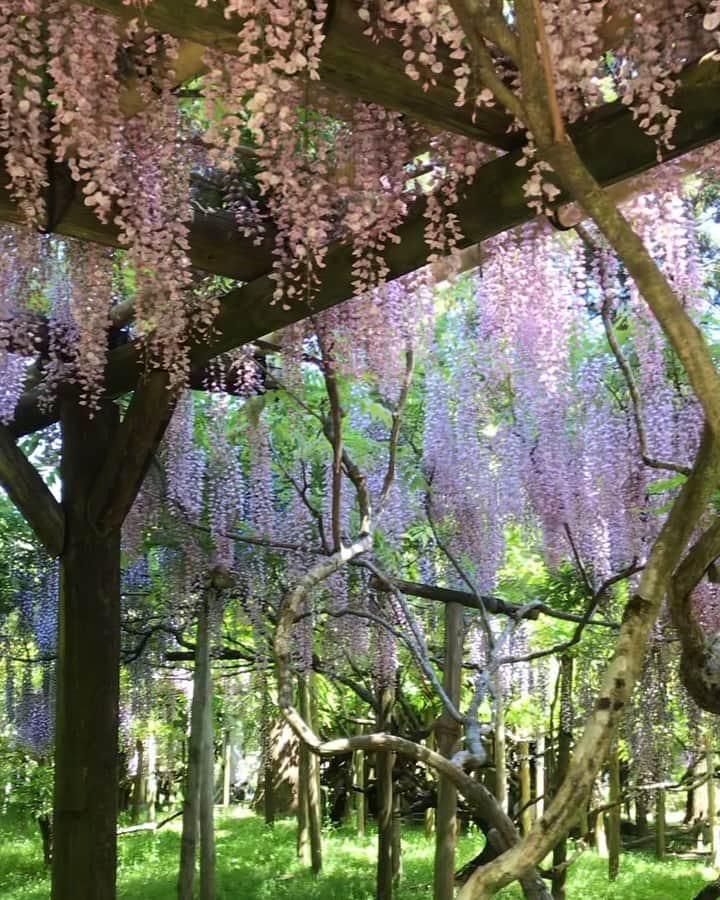 古賀陽子のインスタグラム：「#お花だより #藤 #ふじ #フジ #wisteria」