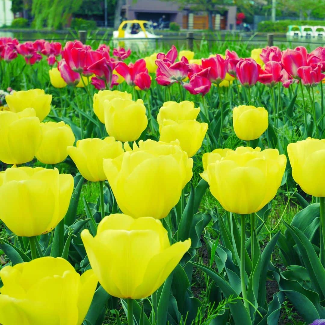 石岡麻奈美さんのインスタグラム写真 - (石岡麻奈美Instagram)「#チューリップ 🌷 #tulip 🌷  #花 #春の花 #flowers #spring #アナウンサー #announcer」5月7日 18時00分 - manami_ishioka