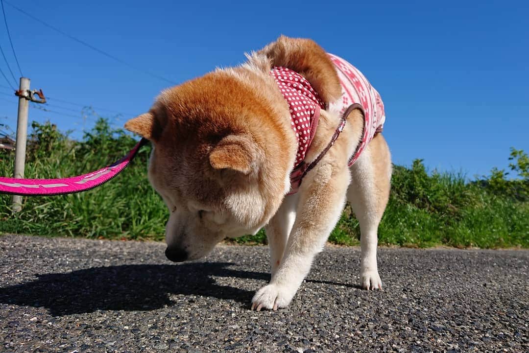 柴子さんのインスタグラム写真 - (柴子Instagram)「雲１つ無い快晴の青空。 柴子(仮名)さん、お仕事完了でスッキリw  #柴犬　#shibainu #shibastagram  #快晴」5月7日 9時14分 - senogawadogs